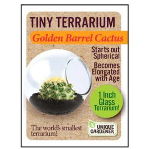 Tiny Terrarium – Golden Barrel Cactus