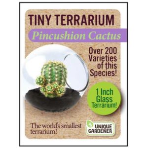 Tiny Terrarium – Pincushion Cactus