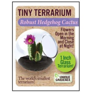 Tiny Terrarium – Robust Hedgehog Cactus