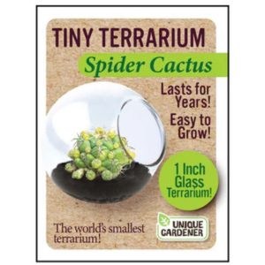 Tiny Terrarium – Spider Cactus