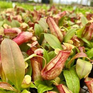 Monkey Cup (Pitcher Plant) – 3″ Pot