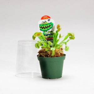 Venus Fly Trap – 3″ Pot