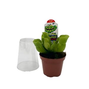 Pitcher Plant (Sarracenia) – 3″ Pot