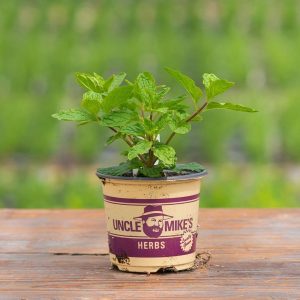 Mint – Kentucky Colonel – 4″ Pot