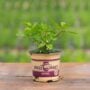 Mint – Kentucky Colonel – 4″ Pot