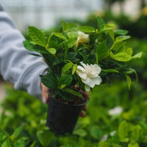 Gardenia Bush – 4.5″ Pot