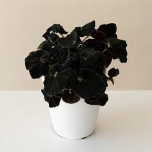 Begonia – Bold Belles™ Black Mamba – 3.5″ Pot