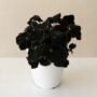 Begonia – Bold Belles™ Black Mamba – 3.5″ Pot