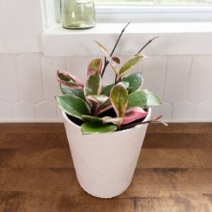 Hoya (Wax Vine) – Endless Cascades® Shining Sea Star™ – 5″ Pot