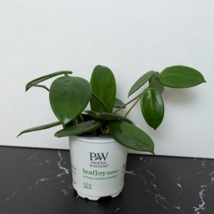 Hoya (Wax Vine) – Endless Cascades® Vangviengiensis – 3.5″ Pot