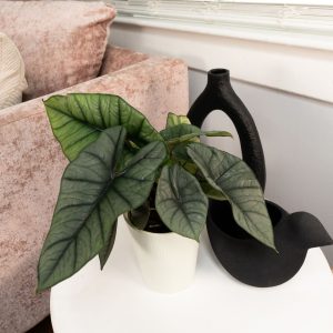 Alocasia – Mythic® Quicksilver™ – 5″ Pot