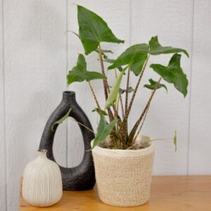 Alocasia – Mythic® Jungle Music™ – 7″ Pot
