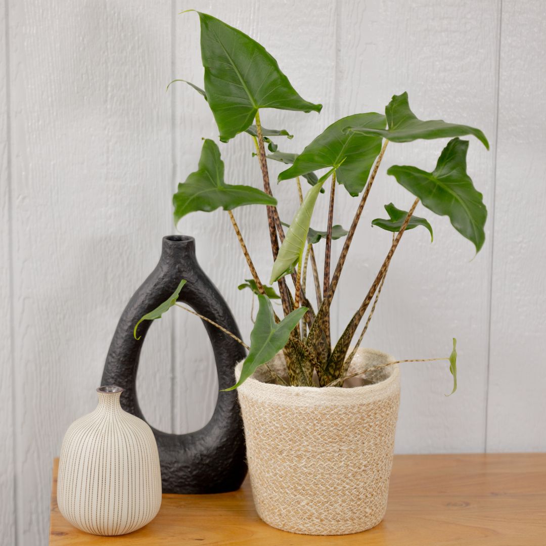Alocasia - Mythic Jungle Music - 7" Pot | Mahoney's Garden Center