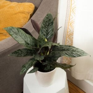 Apoballis – Art Deco™ Opulence™ – 7″ Pot