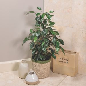 Ficus – Cling-On® Danielle – 7″ Pot