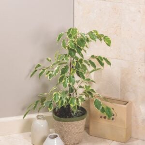 Ficus – Cling-On® Over the Edge™ – 7″ Pot