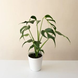 Monstera – Mysteria® Burle Marx’s Flame – 7″ Pot