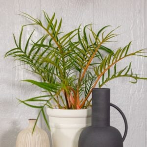 Philodendron – Prismacolor™ Twisted Sister™ – 7″ Pot