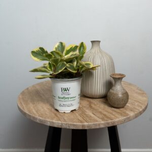 Peperomia – Savory Delights™ Sweet and Sour™ – 3.5″ Pot