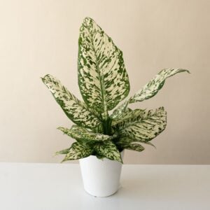 Dieffenbachia – Catamount™ White Blizzard – 7″ Pot