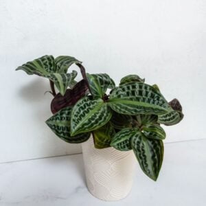 Geogenanthus – Jungle Diva™ Roxie™ – 5″ Pot