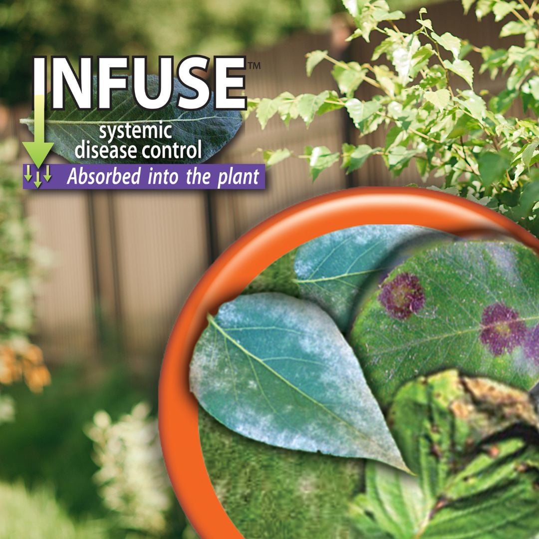 Systemic Control Infuse Systemic Disease Control - Bonide - 16 oz | Mahoney's Garden Center