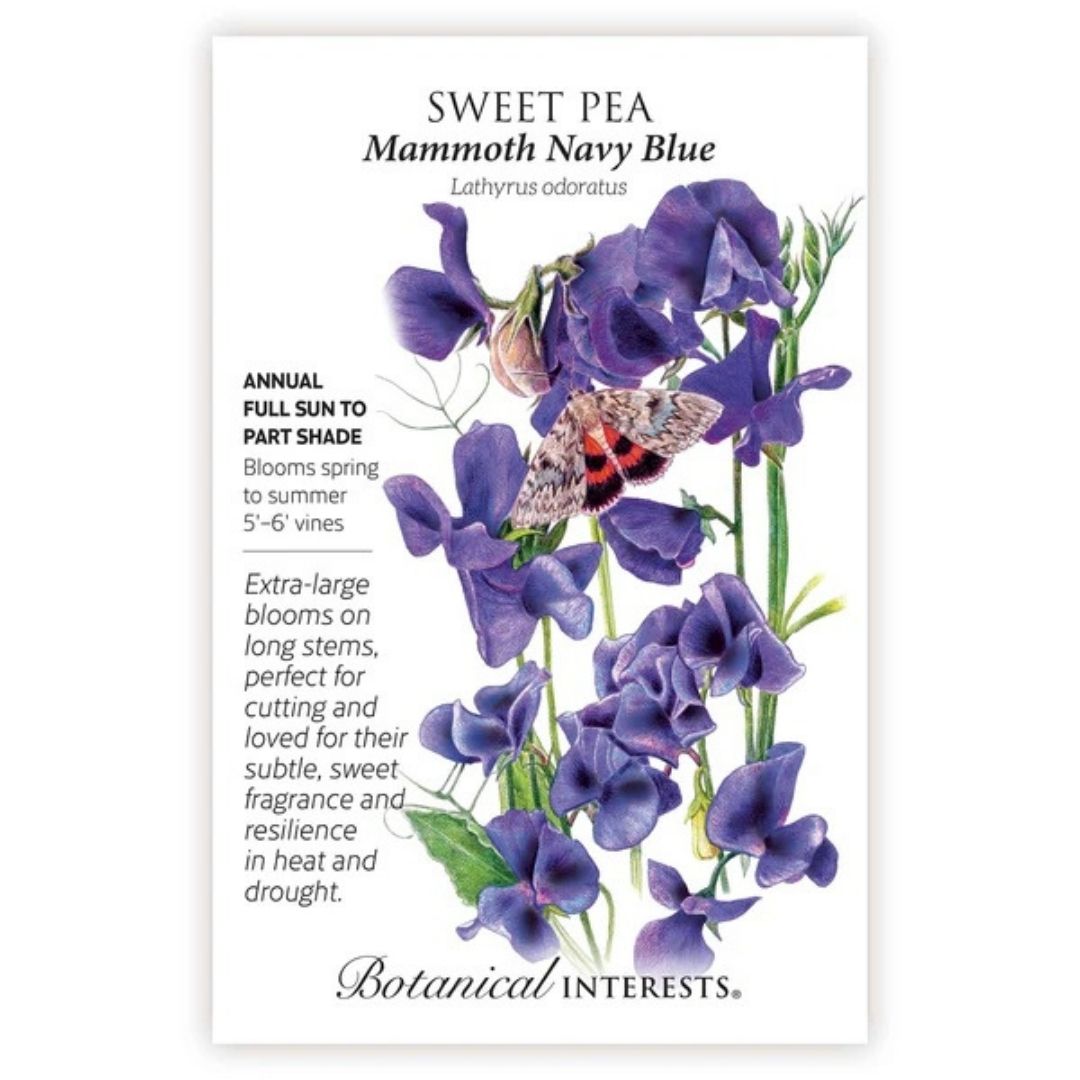 Sweet Pea Seeds - Botanical Interests - Mammoth Navy Blue | Mahoney's  Garden Center