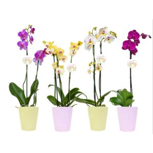 Orchid – Phalaenopsis – Assorted – 5″ Ceramic Pot
