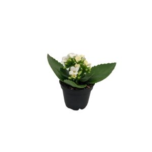 Kalanchoe – Assorted – 2.5″ Pot