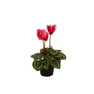 Cyclamen – Assorted – 2.5″ Pot