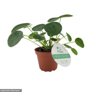 Chinese Money Plant (Pilea Peperomide) – 4″ Pot