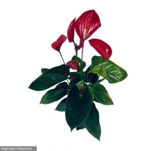 Anthurium – Red – 6″ Pot