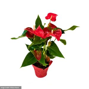 Anthurium – Red – 4″ Pot
