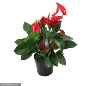 Anthurium – Red – 8″ Pot