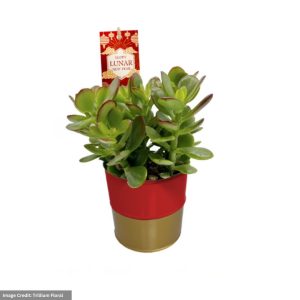 Jade – 4″ Red Gold Tin