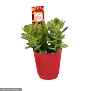 Jade – 6″ Red Pot