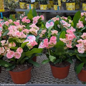 Euphorbia Milii – 6″ Pot