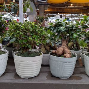 Bonsai – Assorted – 7″ Harmony Pot