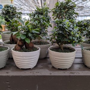 Bonsai – Assorted – 6″ Harmony Pot