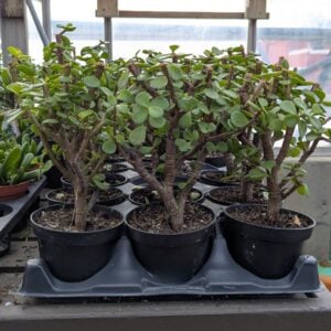 Bonsai – Jade – 4″ Pot