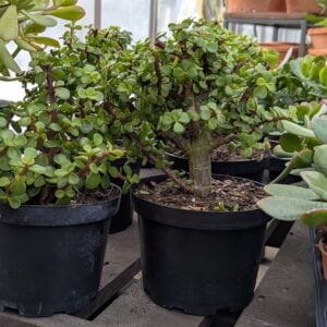 Bonsai – Jade – 6″ Pot