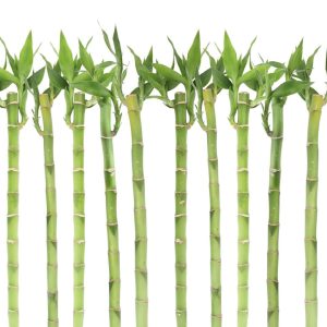Lucky Bamboo – Single – 10″