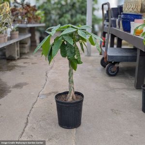 Money Tree – Pachira Braid – 10″ Pot