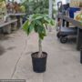 Money Tree – Pachira Braid – 10″ Pot