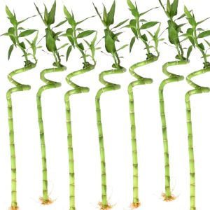 Lucky Bamboo – Spiral – Single – 18″