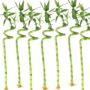 Lucky Bamboo – Spiral – Single – 24″