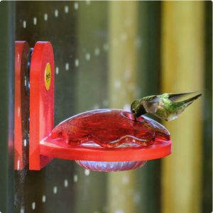 Window Mount Hummingbird Feeder – Birds Choice
