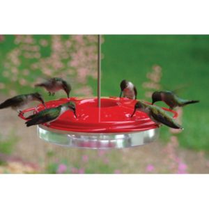 Classic Hummingbird Dish Feeder – 12 oz
