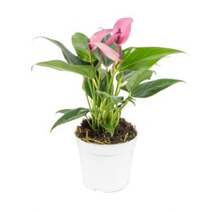 Anthurium – Zizou – 4″ Pot