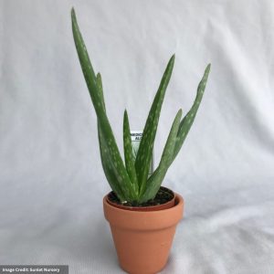 Aloe – Vera – 2″ Pot